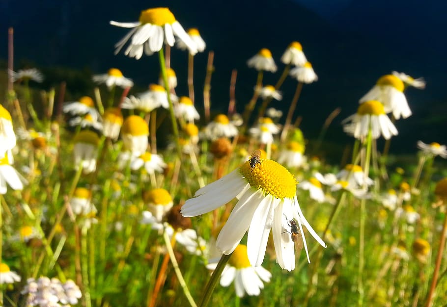 chamomile, meadow, summer, nature, flower meadow, blossom, bloom, plant, flower, wild flowers