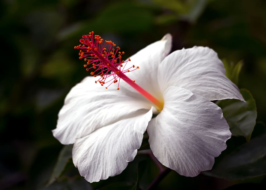 hibiscus, hawaii, tropical, flower, blossom, aloha, flora, botanical, flowering plant, fragility
