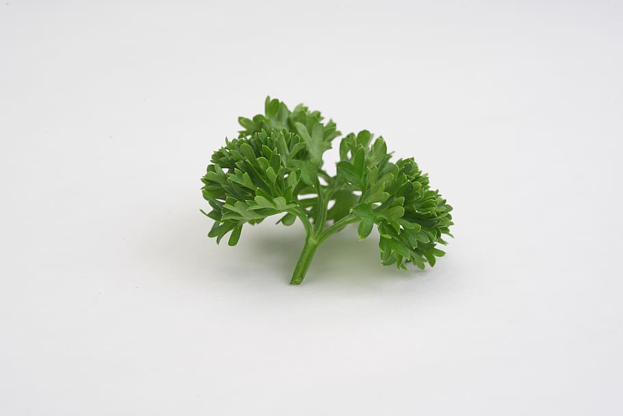 parsley, vegetable, green, leaf, studio shot, food and drink, food, plant part, green color, wellbeing