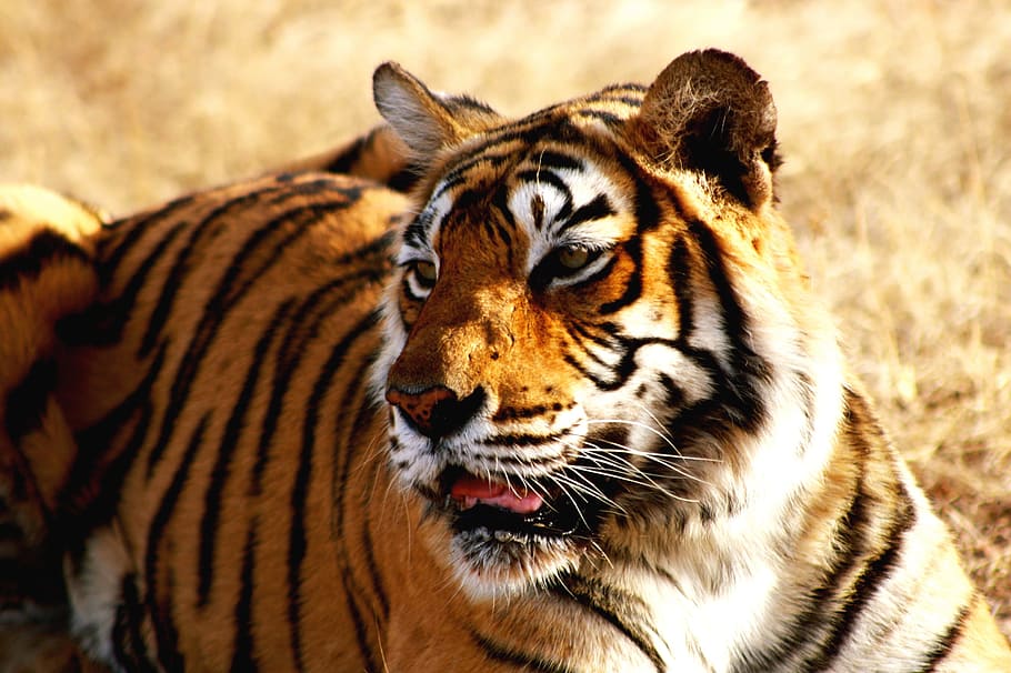 индийский тигр, животныеприрода, кошка, кошки, Индия, индийский, хищник, дикий, дикая природа, темы животных