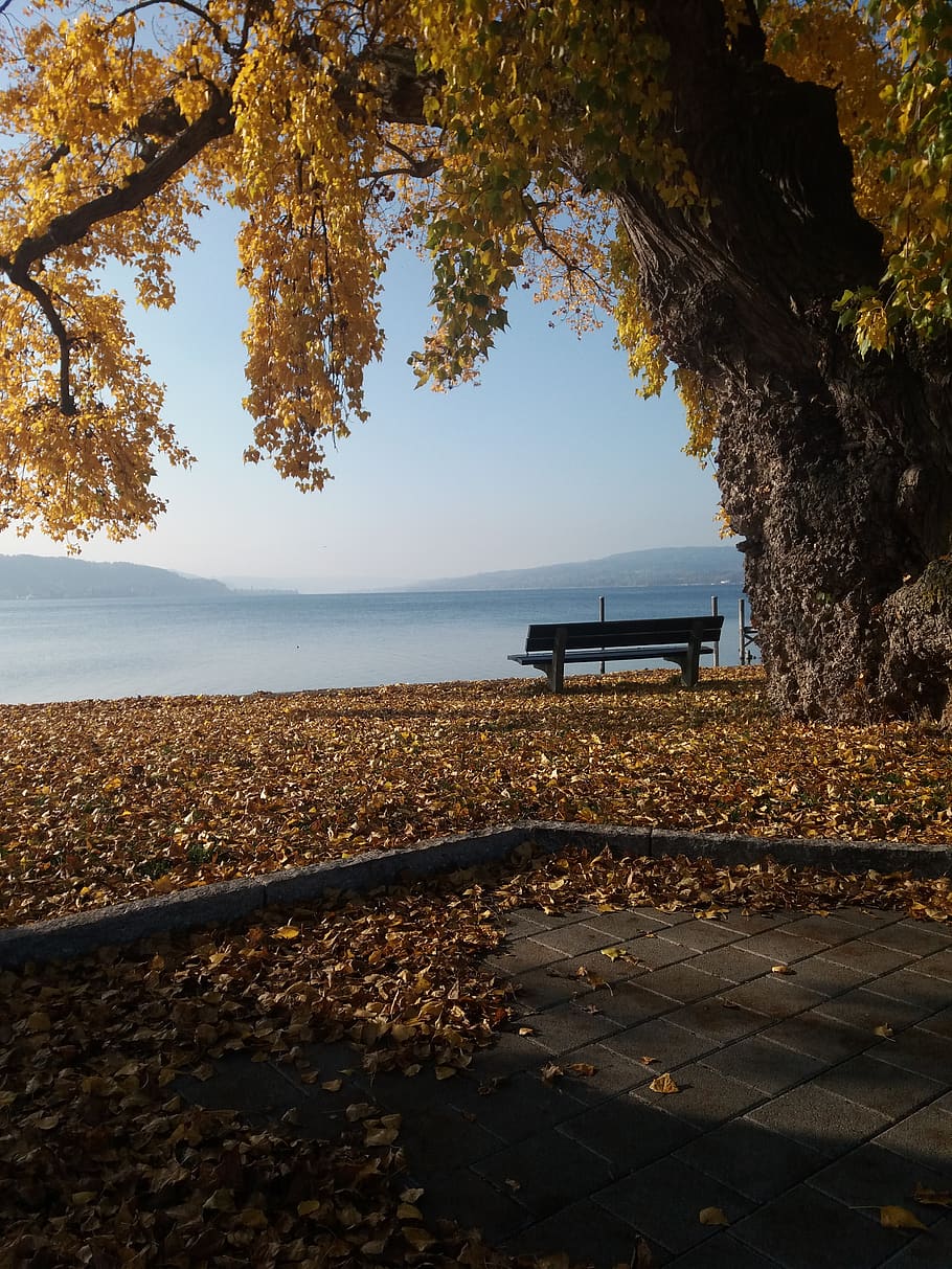 lake constance, reichenau, autumn, leaves, tree, nature, plant, water, sky, day