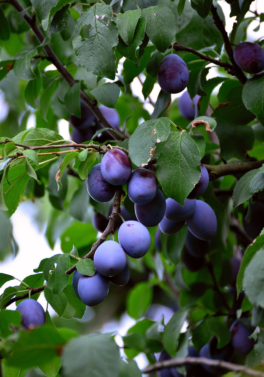 plums, fruit, fruits, ripe, violet, branch, blue, healthy, plum tree, stone fruit