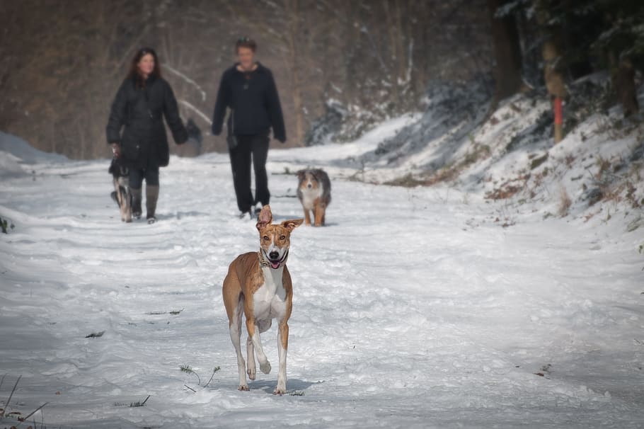 people, man, woman, couple, married, dog, animal, snow, winter, cold