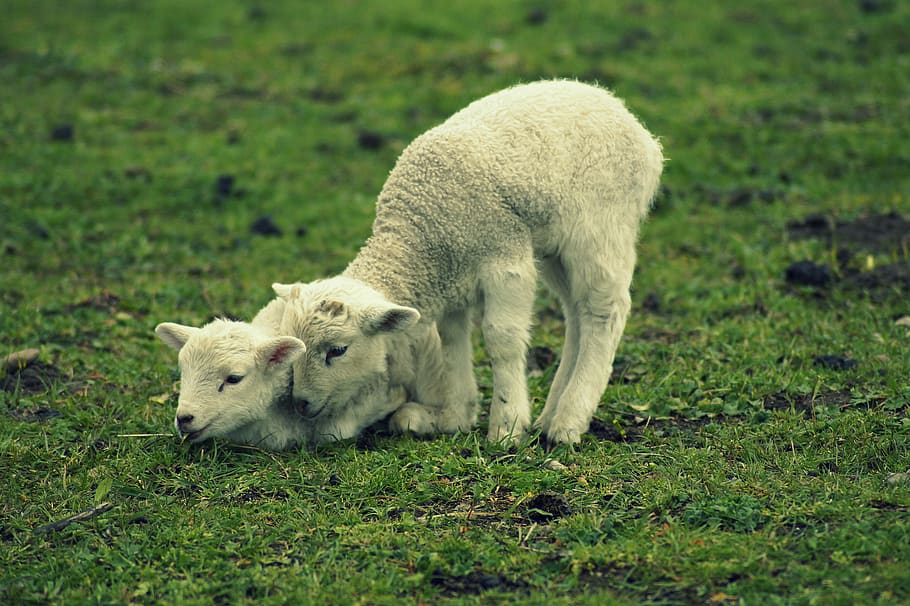 lamb, schäfchen, easter, easter lamb, cute, sweet, spring, animal children, play, snuggle
