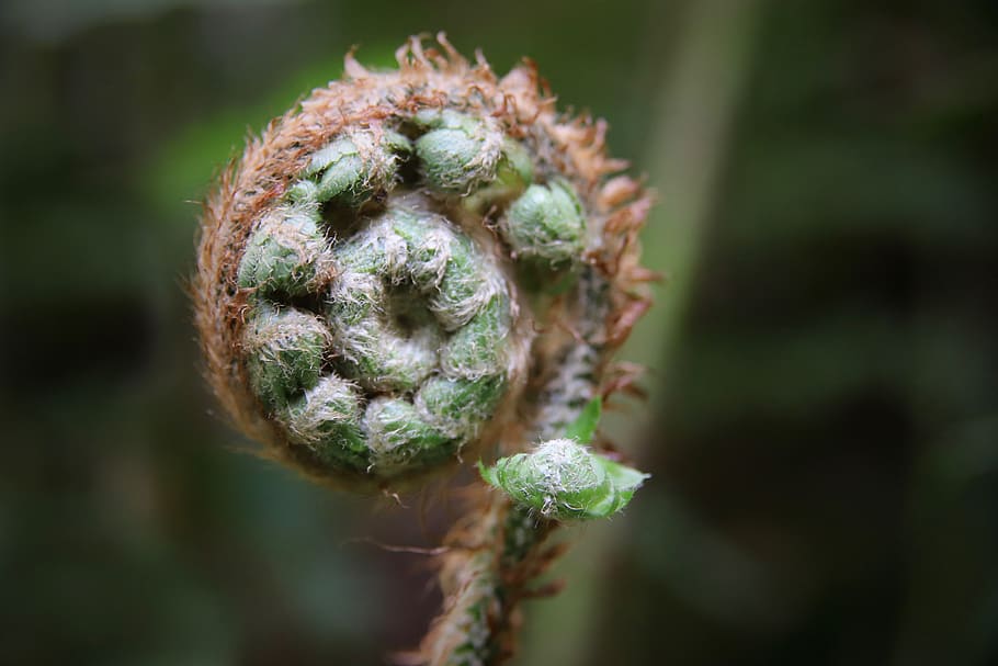 fern, green, sprout, spring, grow, plant, garden, close-up, day, growth