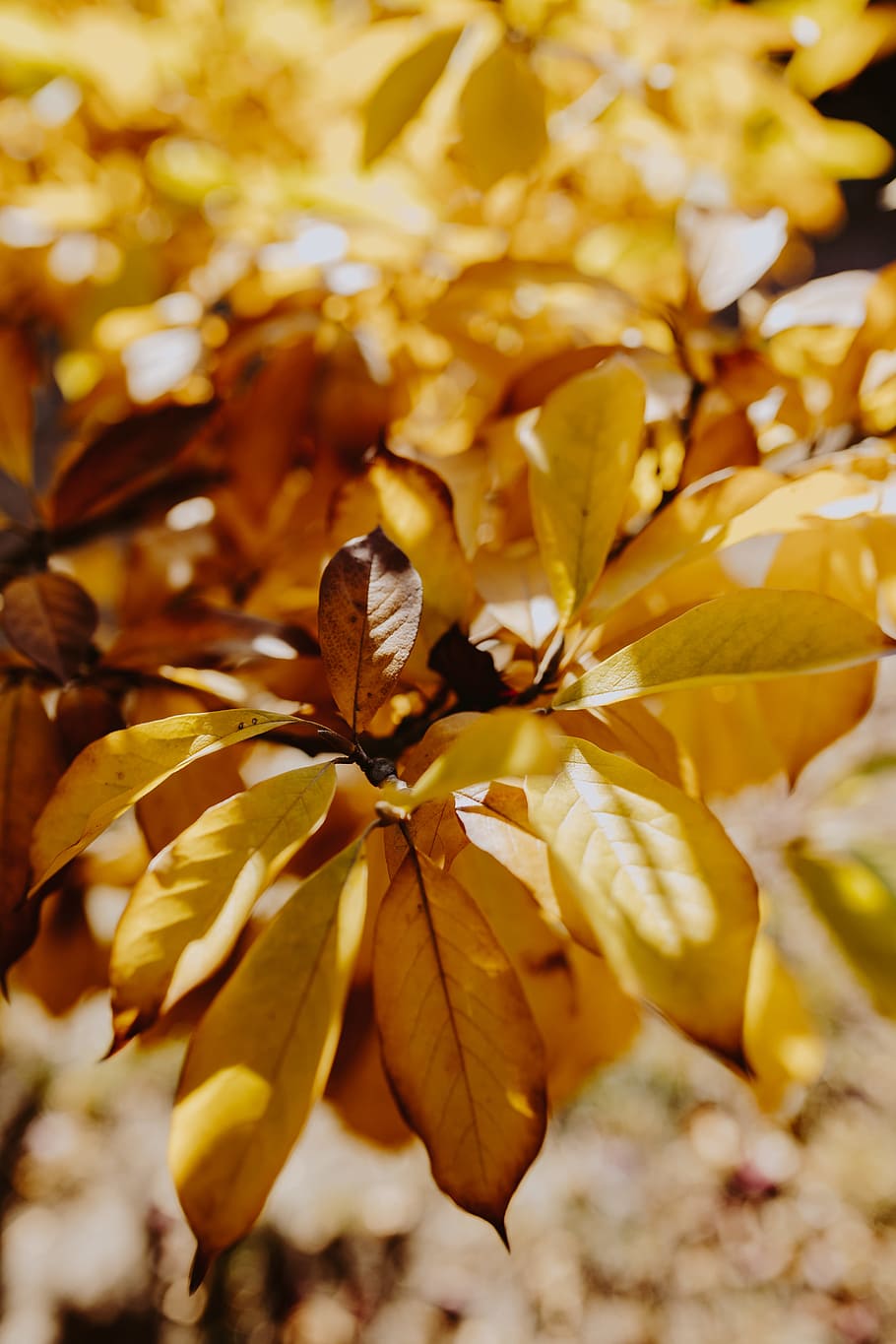 amarillo, hojas, magnolia, otoño, naranja, naturaleza, Hoja, parte de la planta, planta, primer plano