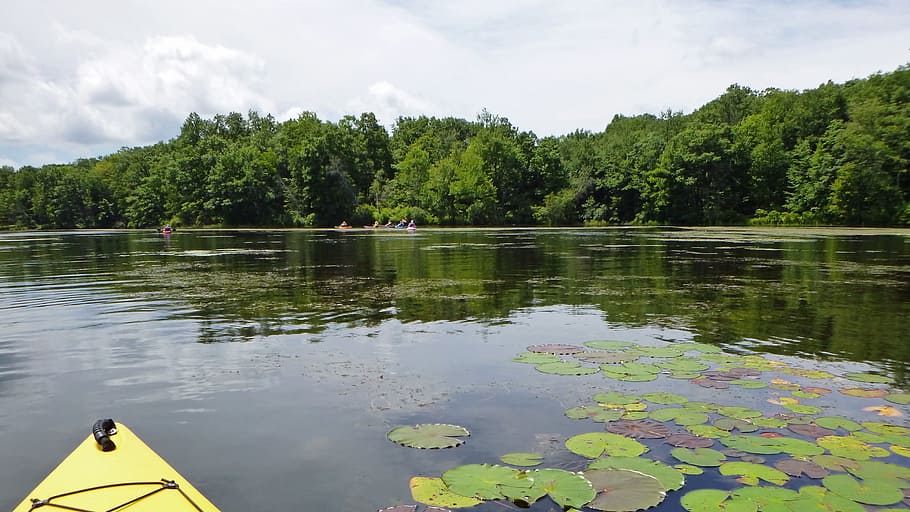 kayaker paddling, across, water lily pads, splitrock reservoir, -, man, made, lake, rockaway township, morris county