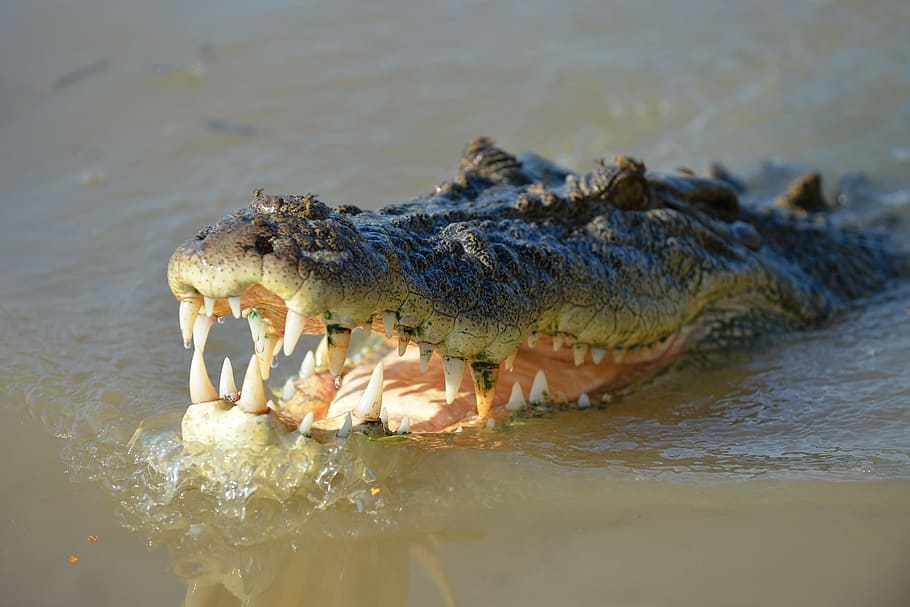 croc, crocodile, saltwater, river, animal, wild, nature, lizard, reptile, animal themes