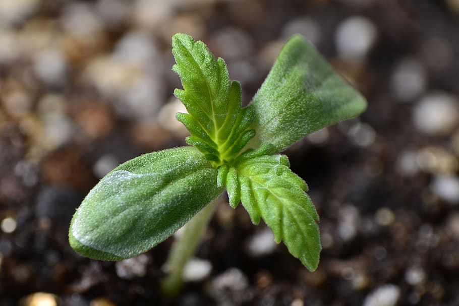 planta, semilla, cannabis, cáñamo, bio, brote, verde, Hoja, parte de la planta, color verde