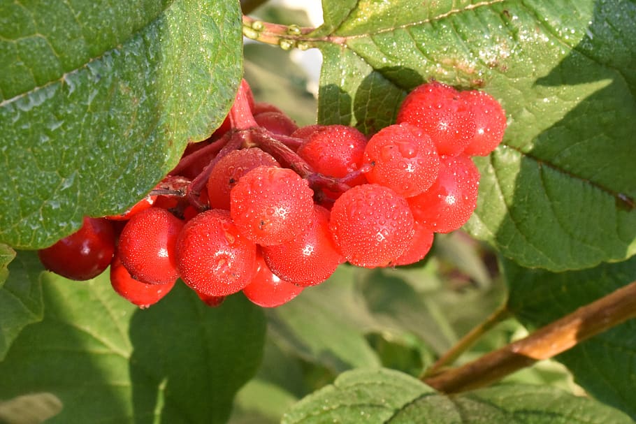 viburnum, red, berry, plant, fruit, leaves, bright, garden, autumn, therapeutic