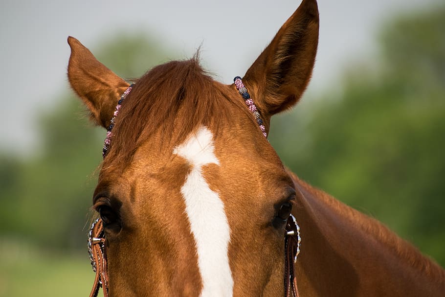 horse, western, ears, eyes, gentle, quarter horse, bridle, animal themes, mammal, one animal