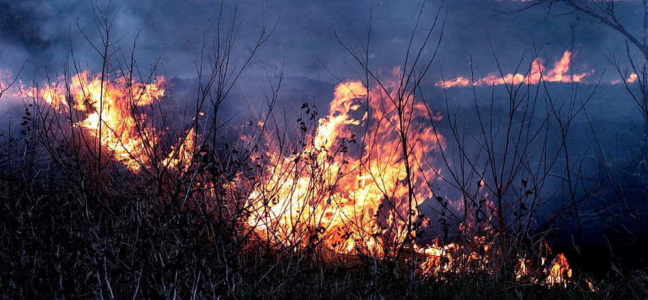 api, panas, hutan, liar, alam, pembakaran, api - fenomena alam, suhu panas, asap - struktur fisik, tanda peringatan