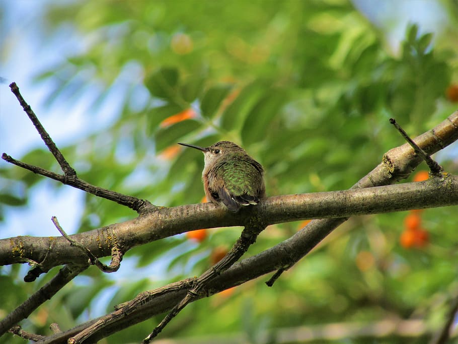 black-chinned hummingbird, hummingbird, black-chinned, chinned, black, orange, green, summer, tree, tree branch