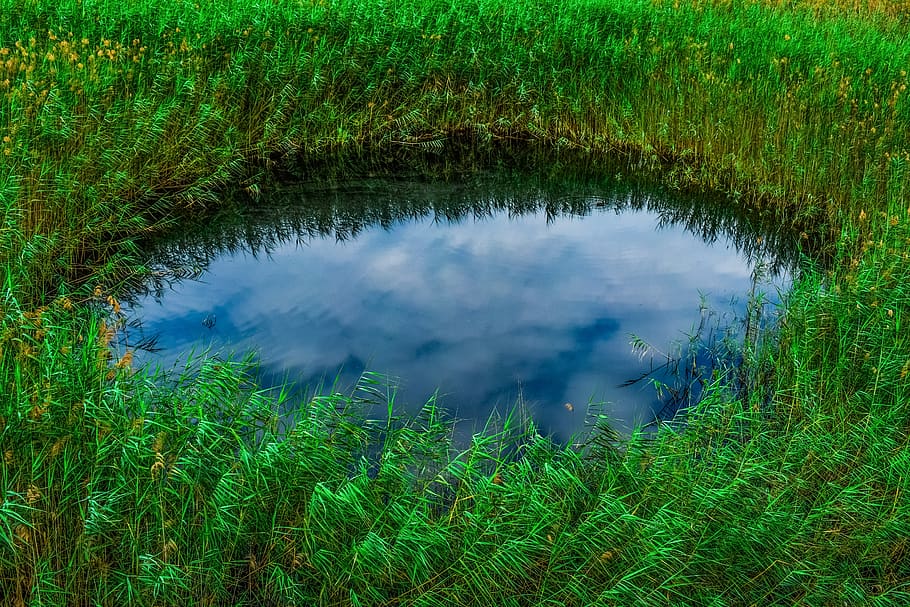 swamp, pond, reeds, nature, sky, clouds, reflections, wetlands, environment, livadi akrotiriou cyprus