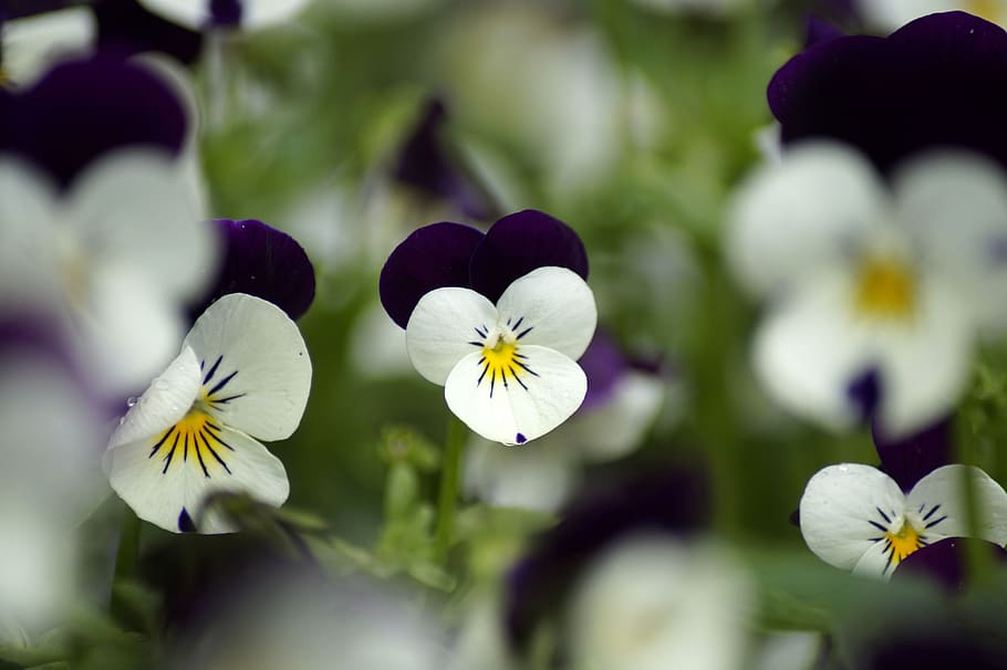 pansy, plant, purple, violet, spring, blossom, bloom, flower, flora, viola