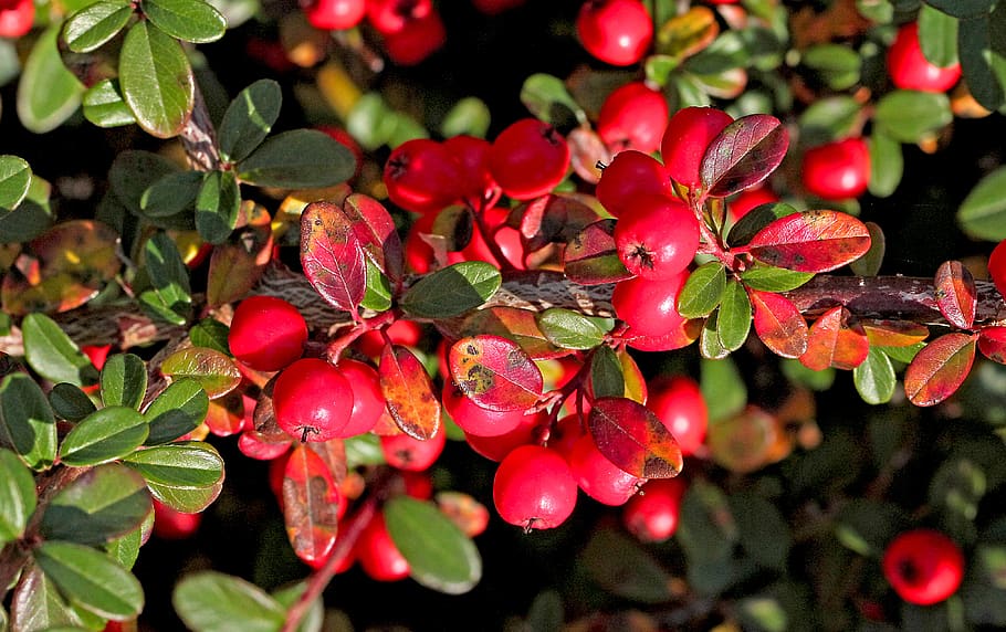 cotoneaster, cotoneaster crown, shrubs, ornamental shrub, low-foaming, berries, fruit, fruiting, autumn, ornamental plant