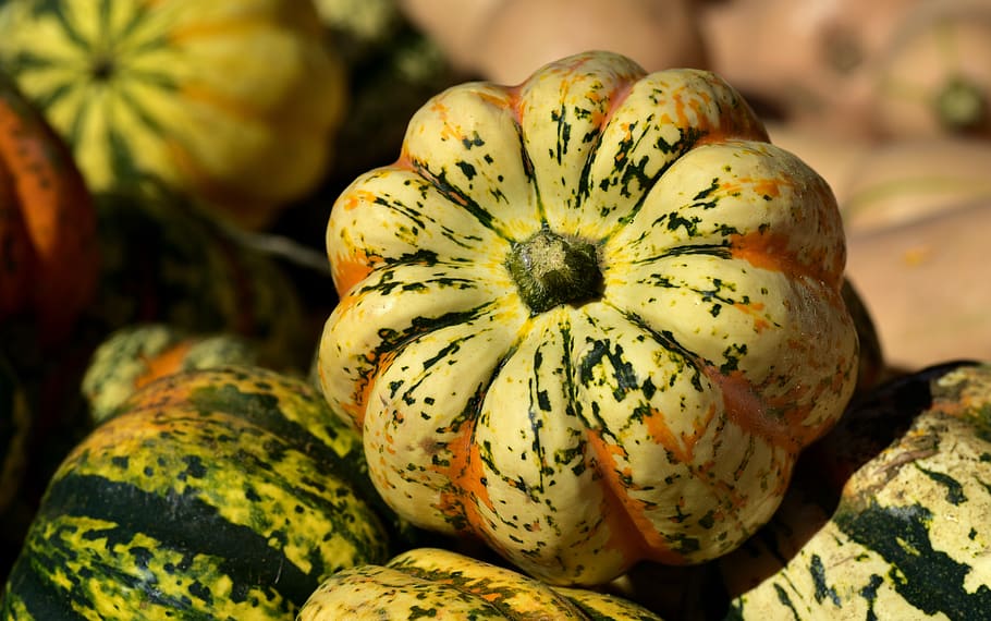 microwave pumpkin, pumpkin, kürbismix, colorful, autumn, nature, harvest, vegetables, delicious, fresh
