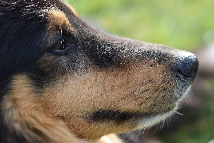dog, dog shetland sheepdog, shetland sheepdog tricolour, dog me love, long snout dog, black truffle, eye brown, portrait dog profile, doggie, adorable