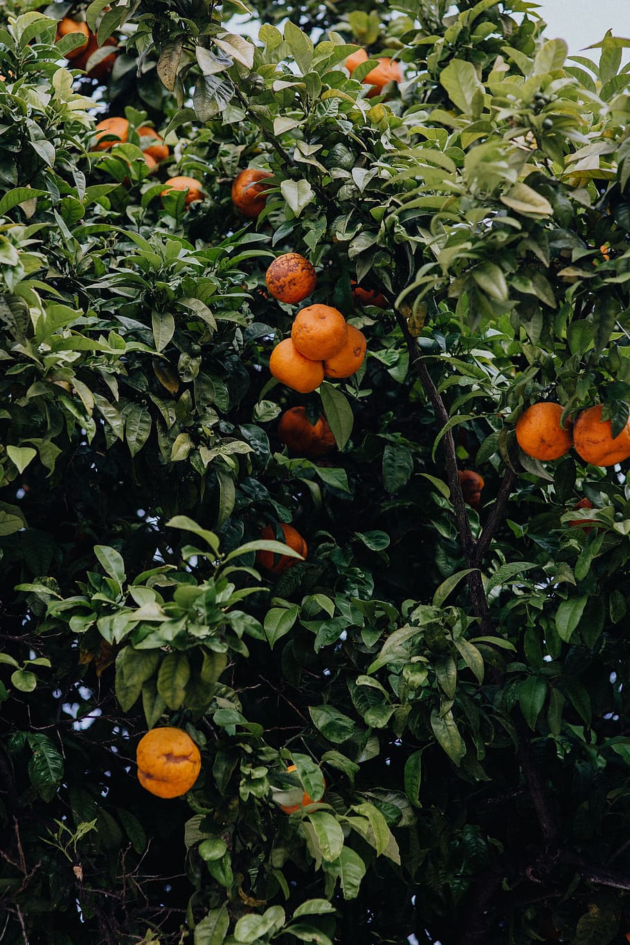 oranges, tree, lagos, portugal, fruit, orange, algarve, growth, food, healthy eating