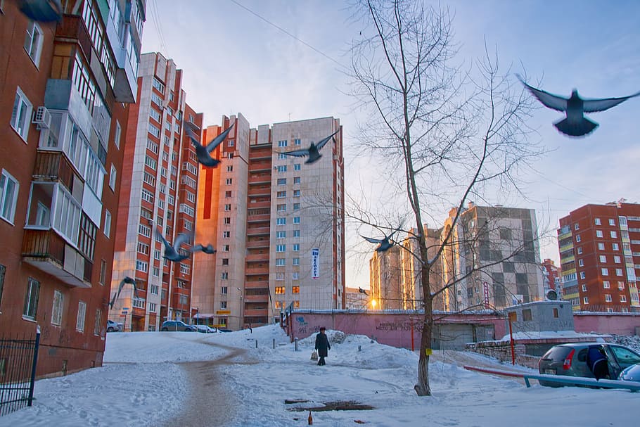 architecture, bird, blue, building, city, cold, construction, house, icy, russia
