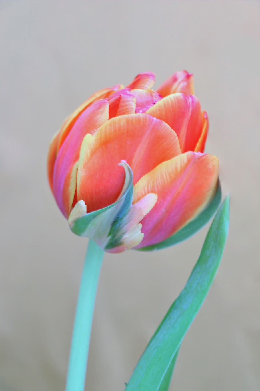 tulip, flowers, tulips, spring, pink, flower, flora, garden, bloom, congratulation