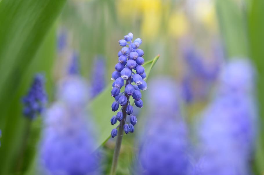 blue, flower, flowers, a lot, macro, bokeh, green, balls, nature, in the forest