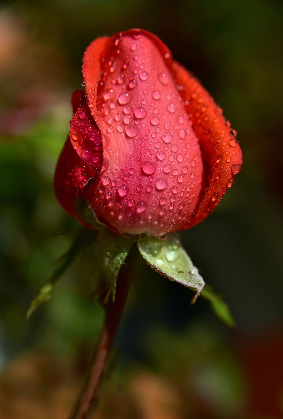 rose, bud, rosebud, pink, red, flower, tender, closed, dew, rain