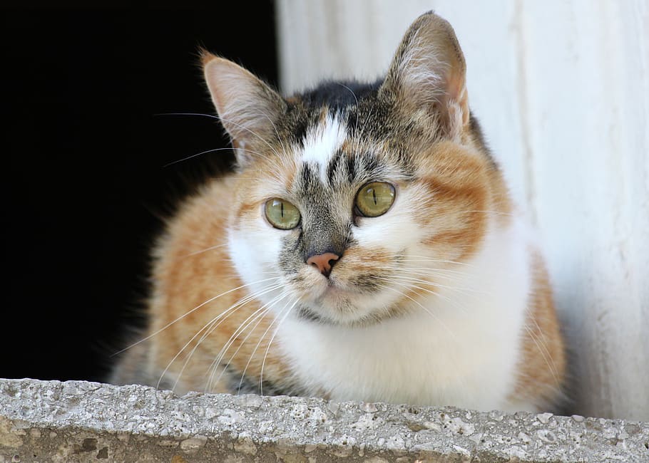 cat, window sill, mackerel, domestic cat, pet, mieze, sit, lucky cat, patched, tricolor