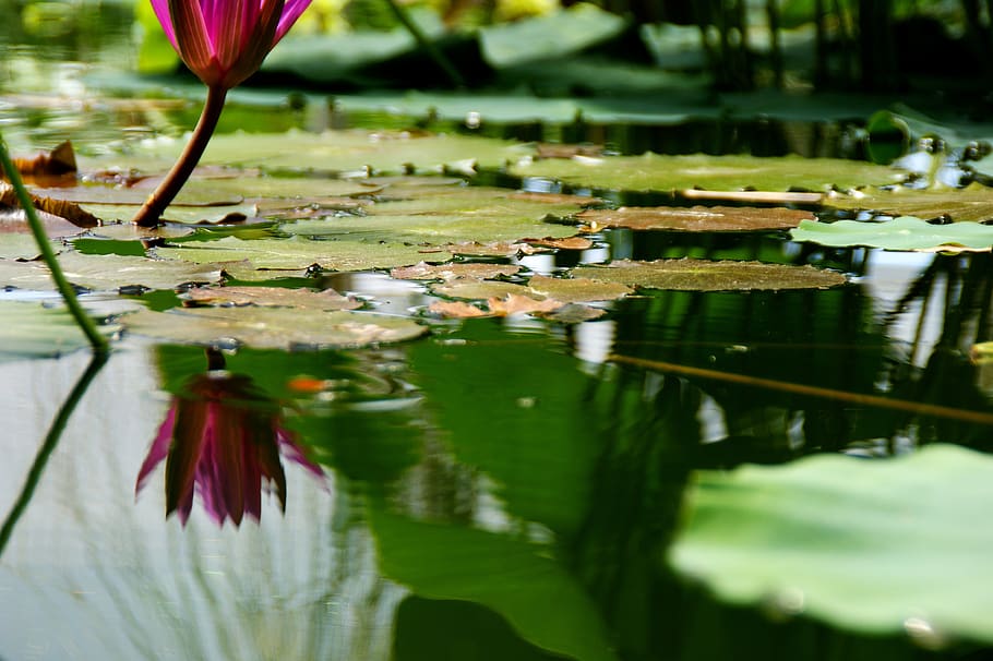 kolam, tanaman kolam, alam, bunga kolam, air, danau, teratai, bunga, menanam, refleksi