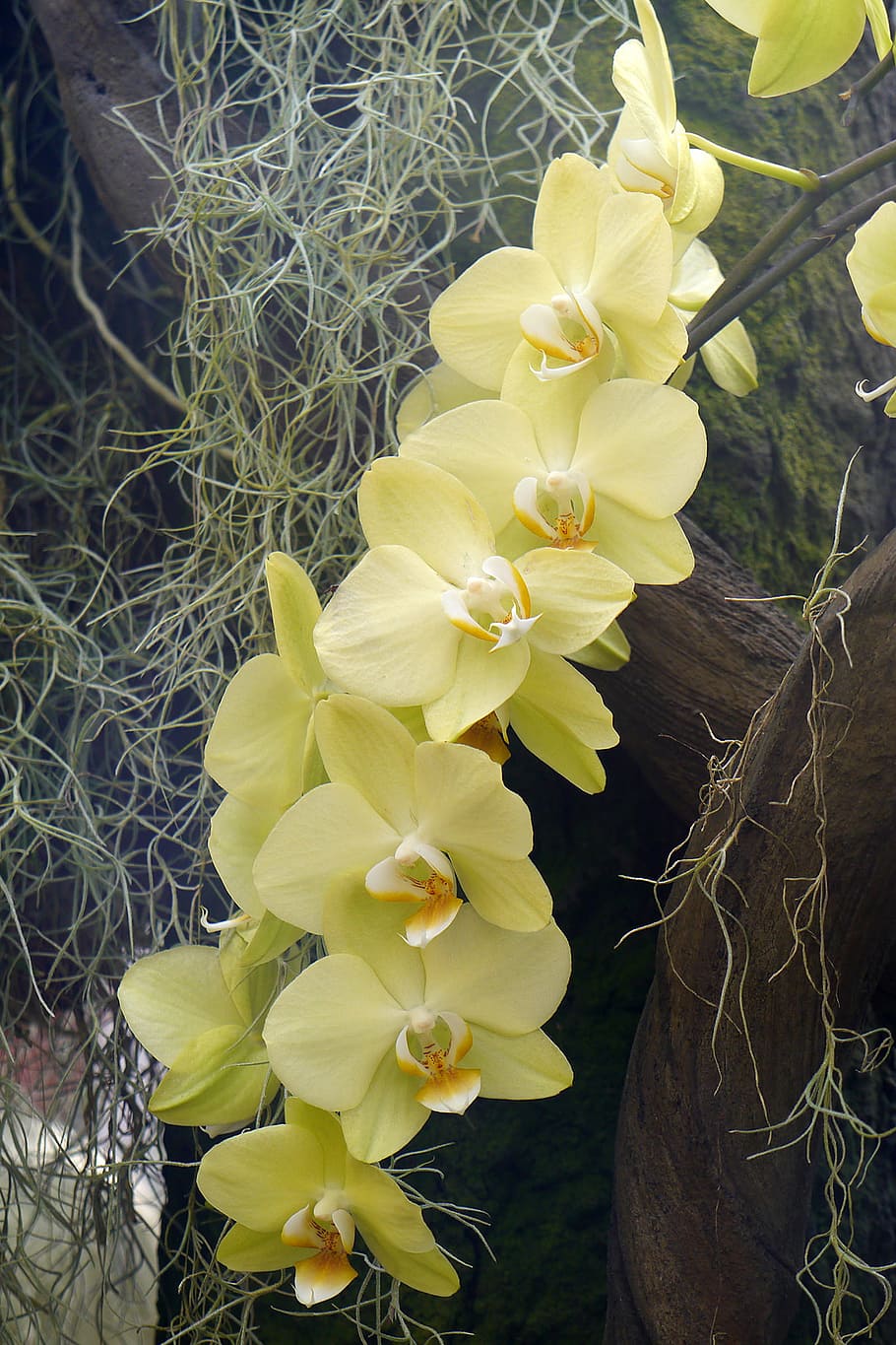 yellow, phalaenopsis orchid flowers, moth orchids, blooming, greenhouse, winter, surrounded, spanish mosses, mosses., yellow phalaenopsis orchid
