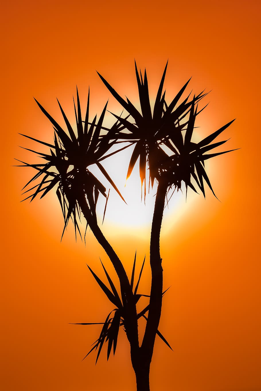cactus, puesta de sol, sol, silueta, tarde, planta, naturaleza, color naranja, cielo, belleza en la naturaleza