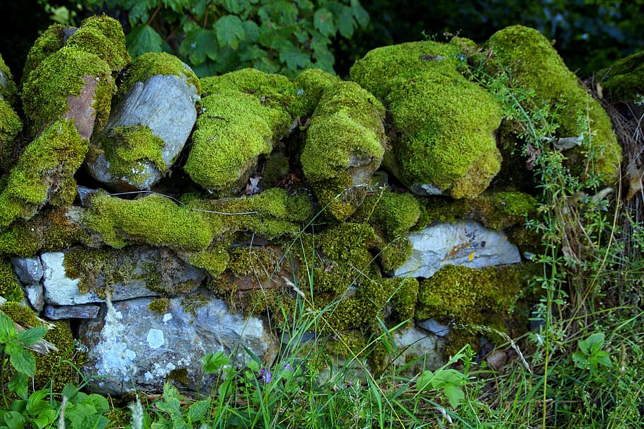 wall, moss, moss covered, field wall, field stones, fouling, overgrown, green, mystical, fairies