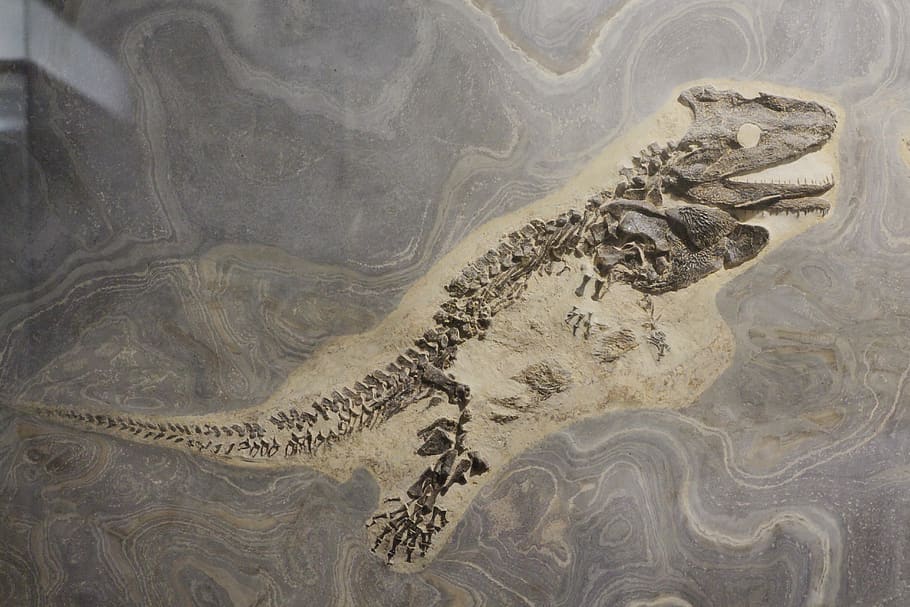 the skull roof lurch, fossil, museum, extinct, animal world, geology, pattern, water, land, sand