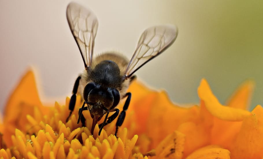 lebah madu, apis, penyerbukan, makro, serangga, koleksi nektar, marigold, wallpaper keren, tema binatang, hewan