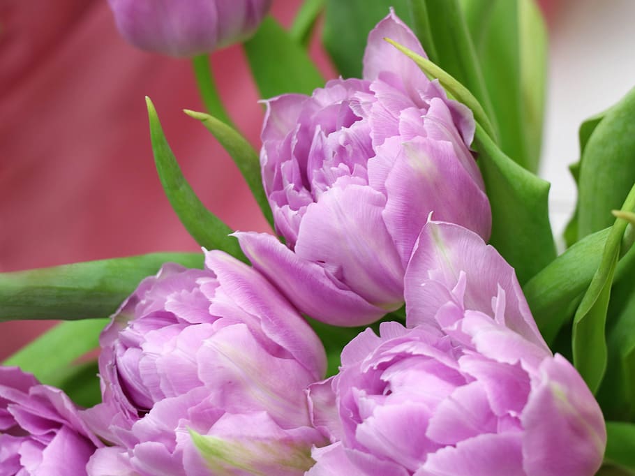 tulips, tulip, spring, flowers, congratulation, holiday, garden, flower, bloom, pink