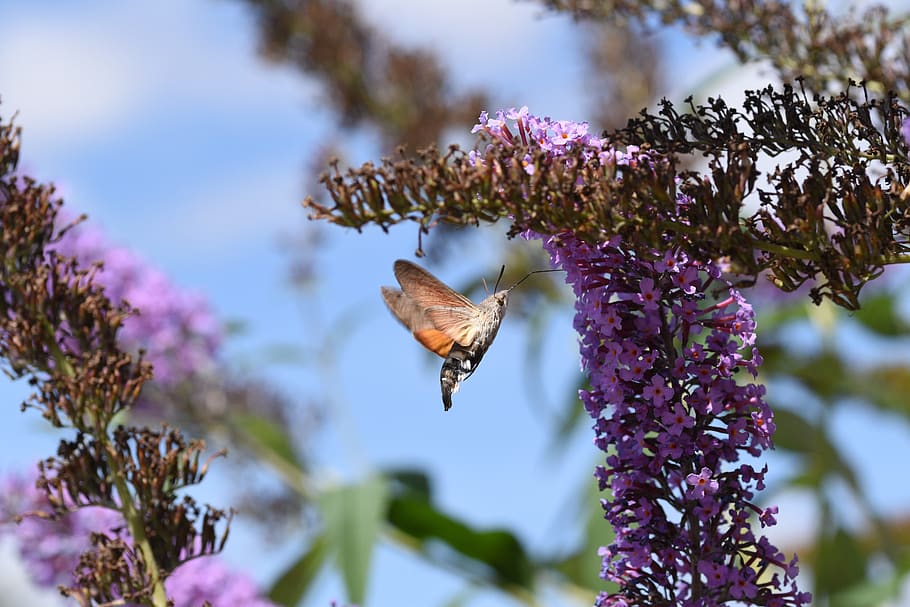 hummingbird elang ngengat, makro, ngengat, serangga, margasatwa, bunga, penyerbukan, belalai, elang-ngengat, serbuk sari