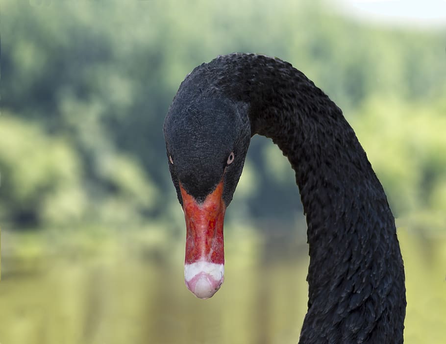 black swan, swan, waterfowl, nature, bird, feather, animal, one animal, animal themes, animal wildlife