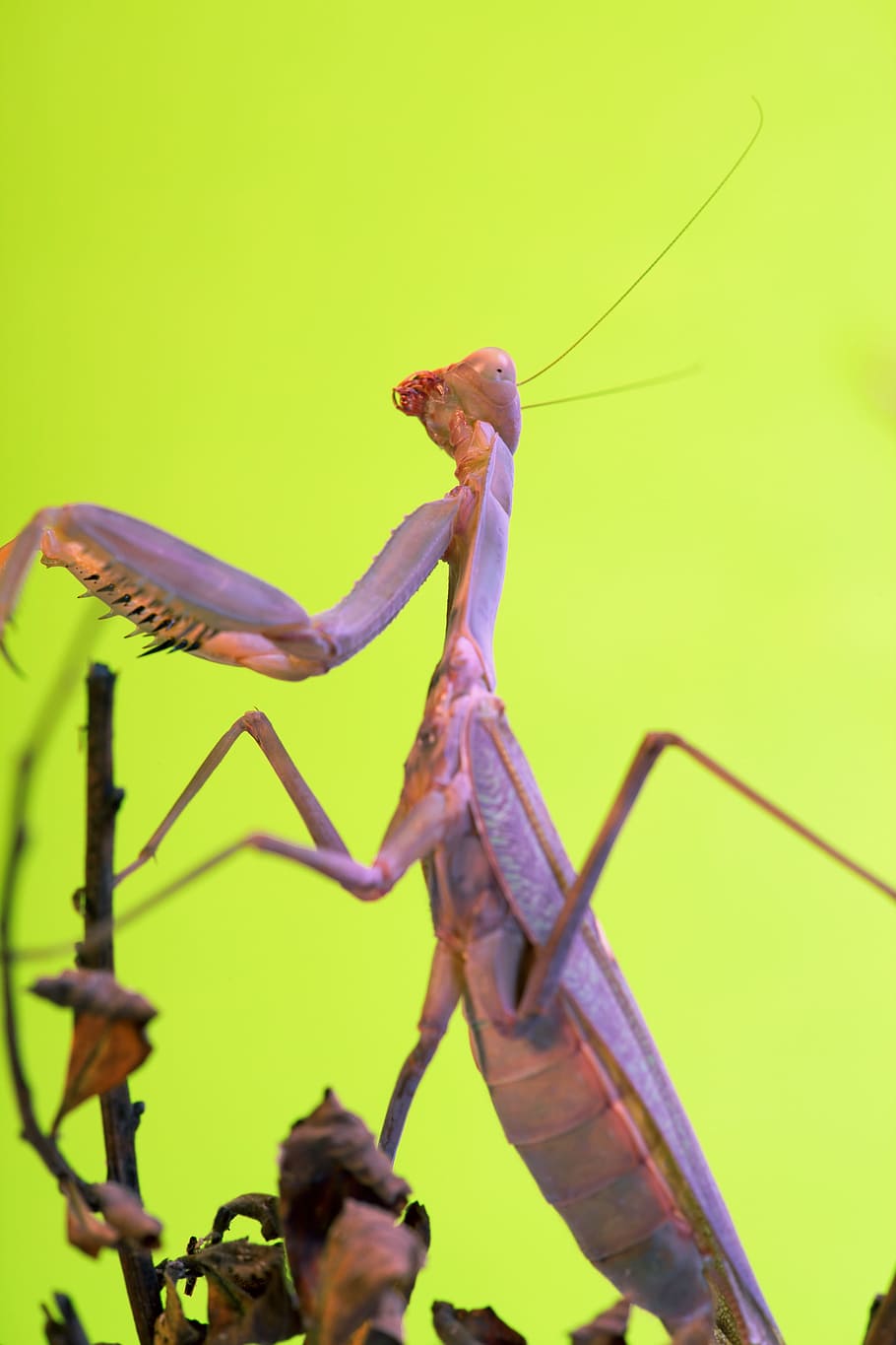 animal, antenna, arthropod, background, close-up, color, hunting, insect, mantis, nature