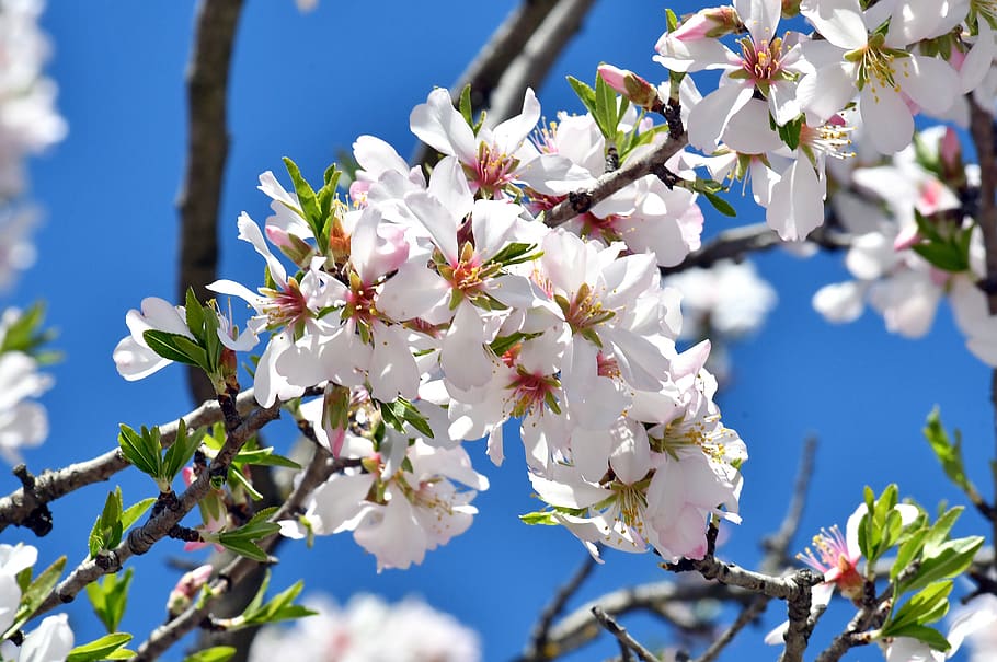 bunga musim semi, musim semi, kikelet pansio, alam, bunga, flora, putih, taman, mekar di, keindahan