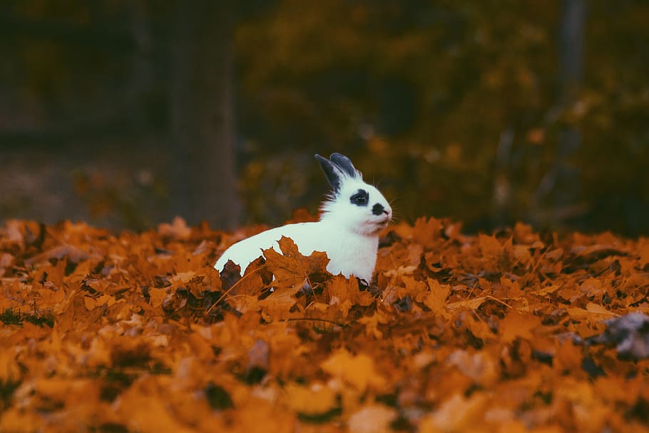 leaves, fall, autumn, blur, rabbit, animal, nature, animal themes, one animal, mammal