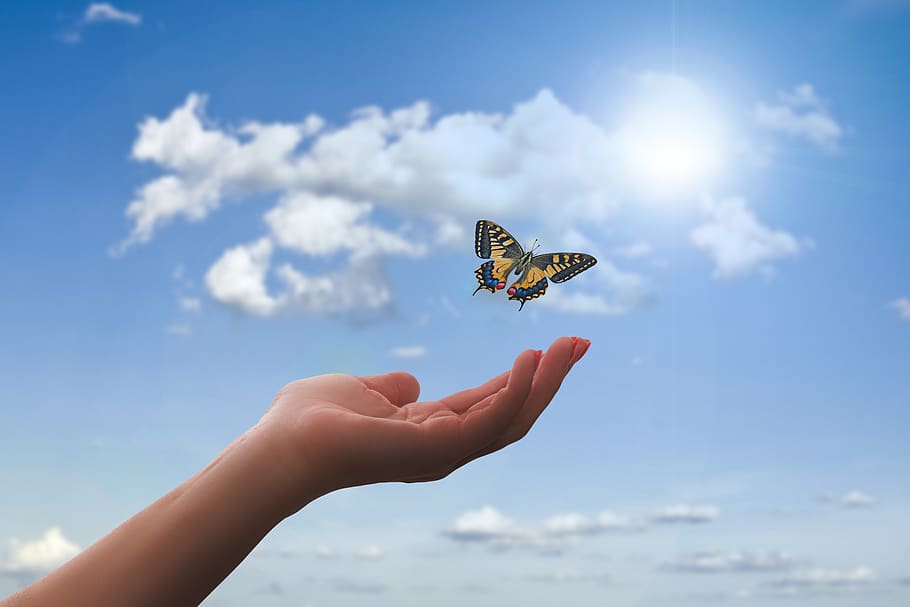 hand, butterfly, clouds, flying, dom, faith, meditation, sun, ease, wellness