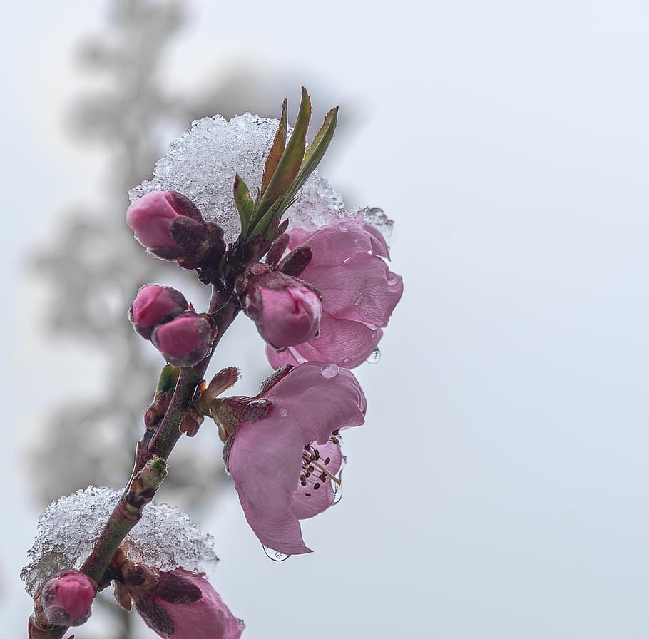 weather caper, spring, april, flowers, nature, blossom, bloom, garden, peach tree, snow