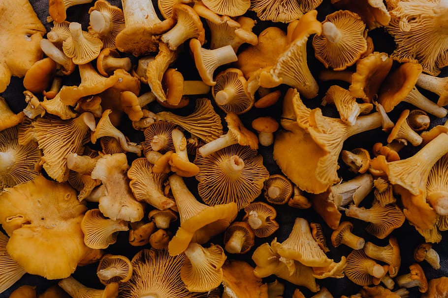 memetik, jamur chantarelle, kayu, chantarelle, jamur, jamur yang dapat dimakan, jamur kuning, musim gugur, full frame, kelompok besar objek