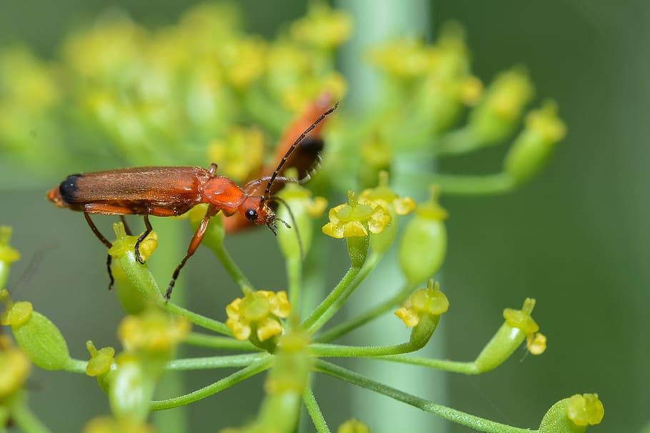 kumbang, makro, serangga, alam, dunia binatang, penerbangan, hewan, merah, close up, mata majemuk