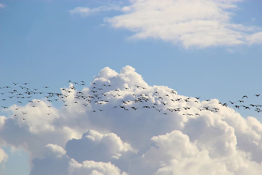 bird migration, migratory birds, flock of birds, sky, flying, wild geese, birds, together, collect, rallying point