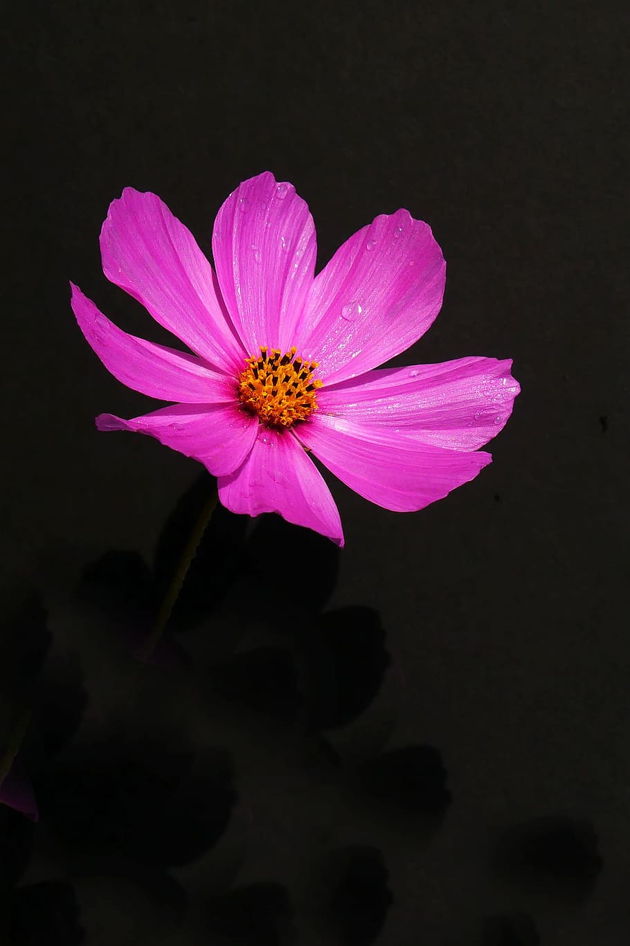 розовый, цветок космоса, крупным планом., космическое растение, розовые цветы, изображения цветов, фото цветов, красивые изображения цветов, цветок, цветущее растение