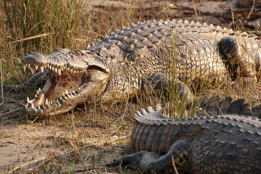crocodile, wildlife, nature, reptile, dangerous, wild, predator, danger, teeth, mouth