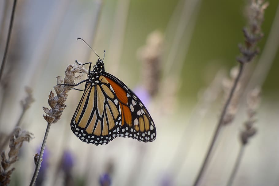 borboleta, monarca, asas, inseto, colorido, casulo, laranja, animais selvagens, voador, lagarta