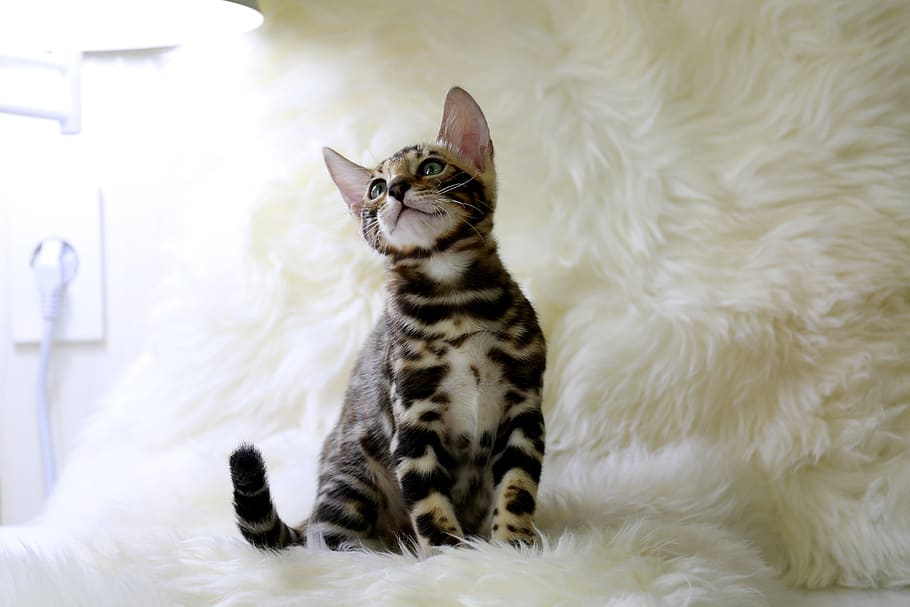 bengal, cat, cat image, baby cats, pets, mix subtle, cattery, kitten, kitty, bangualcat