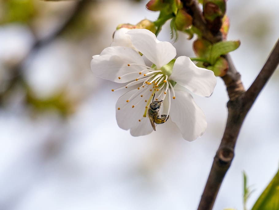 blanco, flores, manzana cangrejo, polinizado, abeja., abeja, insecto, polinato, flor de flor de manzana flores de manzano, flor de manzana